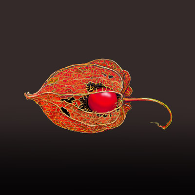 �����b�z�[��G�ƁA���t�I